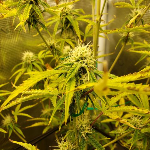 Geloctane  growlog photo: Can't wait for the super skunk to be finished