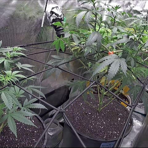 Geloctane  growlog photo: Can't wait for the super skunk to be finished