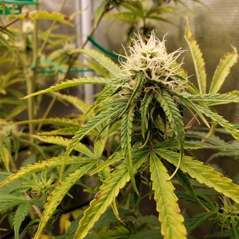 Geloctane  growlog photo: Can't wait for the super skunk to be finished