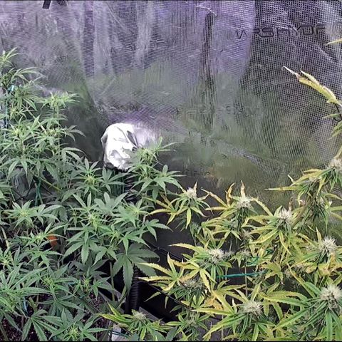 Geloctane  growlog photo: Can't wait for the super skunk to be finished