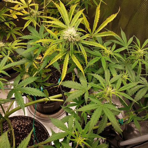 Geloctane  growlog photo: Can't wait for the super skunk to be finished