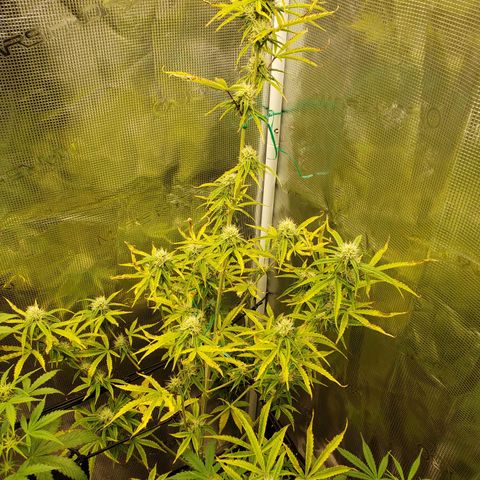 Geloctane  growlog photo: Can't wait for the super skunk to be finished