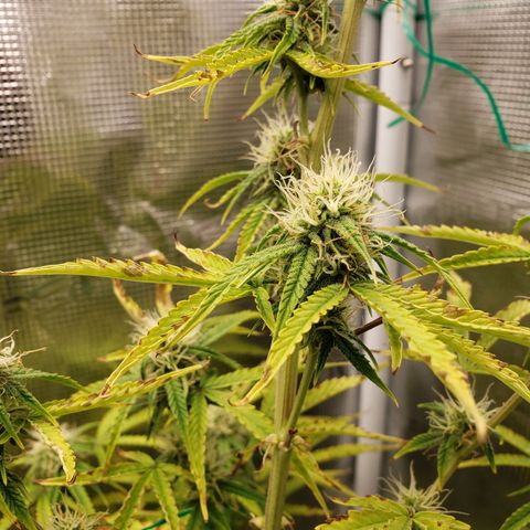 Geloctane  growlog photo: Can't wait for the super skunk to be finished