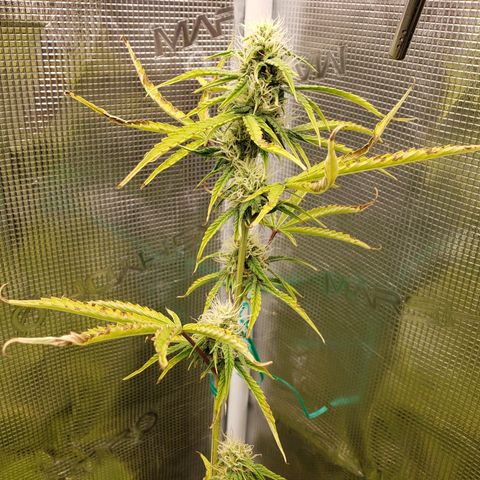 Geloctane  growlog photo: Can't wait for the super skunk to be finished