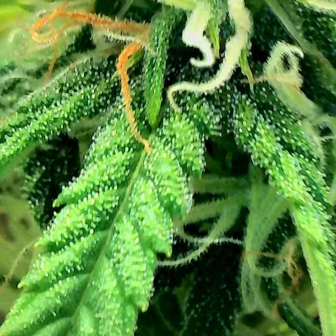 Geloctane  growlog photo: Trying out the new magnifying camera for the tricom production I just need to focus it a little better 😆 
