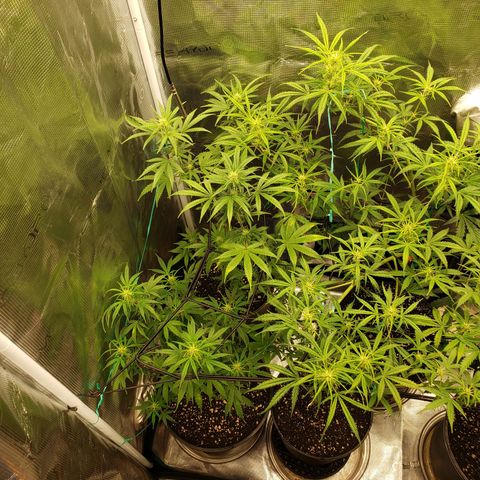 Geloctane  growlog photo: Trying out the new magnifying camera for the tricom production I just need to focus it a little better 😆 
