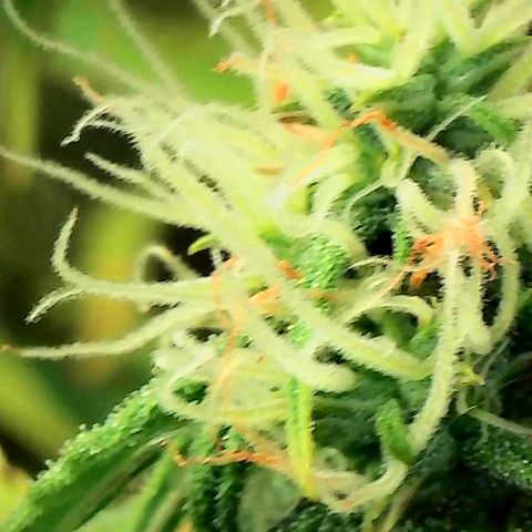 Geloctane  growlog photo: Trying out the new magnifying camera for the tricom production I just need to focus it a little better 😆 