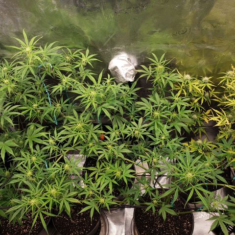 Geloctane  growlog photo: Trying out the new magnifying camera for the tricom production I just need to focus it a little better 😆 