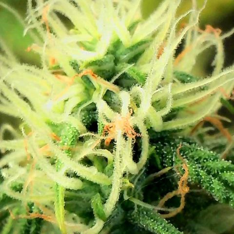 Geloctane  growlog photo: Trying out the new magnifying camera for the tricom production I just need to focus it a little better 😆 
