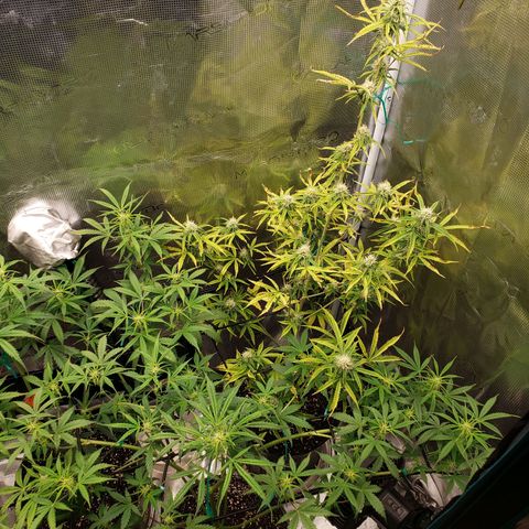 Geloctane  growlog photo: Trying out the new magnifying camera for the tricom production I just need to focus it a little better 😆 