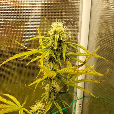 Geloctane  growlog photo: Trying out the new magnifying camera for the tricom production I just need to focus it a little better 😆 