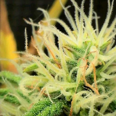Geloctane  growlog photo: Trying out the new magnifying camera for the tricom production I just need to focus it a little better 😆 