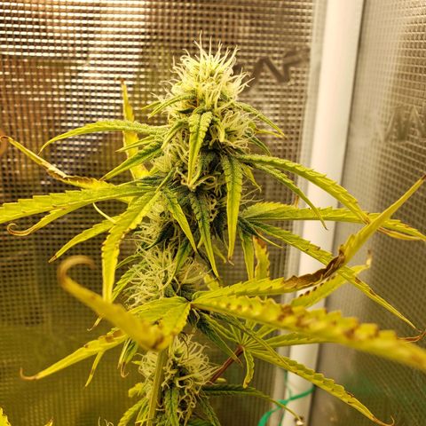 Geloctane  growlog photo: Trying out the new magnifying camera for the tricom production I just need to focus it a little better 😆 