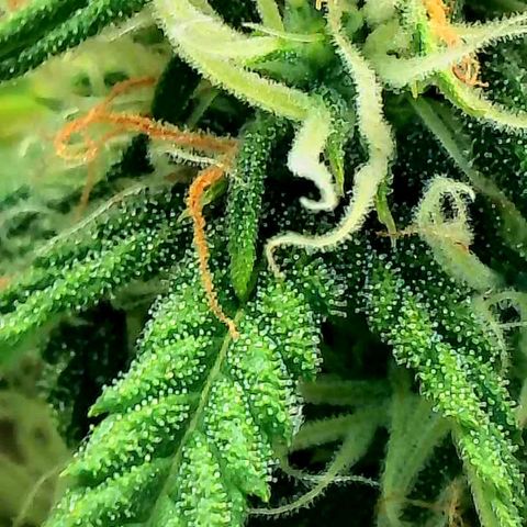 Geloctane  growlog photo: Trying out the new magnifying camera for the tricom production I just need to focus it a little better 😆 