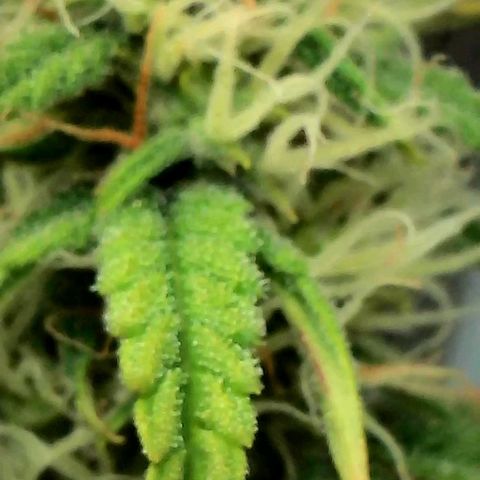 Geloctane  growlog photo: Just need the focus