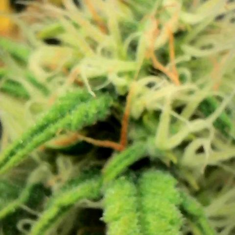 Geloctane  growlog photo: Just need the focus
