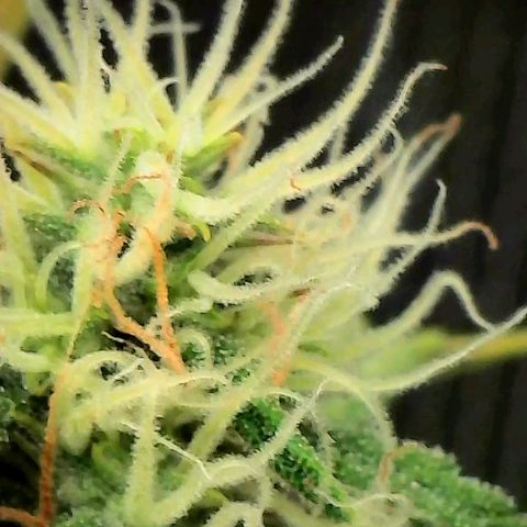 Geloctane  growlog photo: Just need the focus