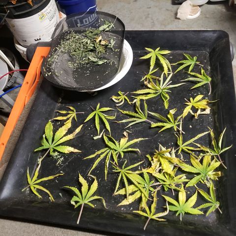 Geloctane  growlog photo: Super skunk dead leaves 