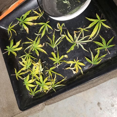 Geloctane  growlog photo: Super skunk dead leaves 
