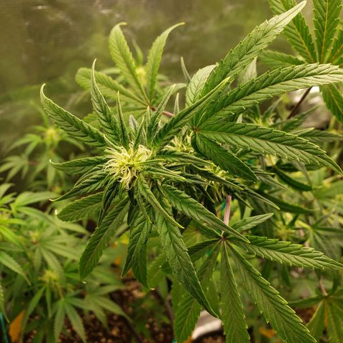 Geloctane  growlog photo: I can't believe how much these bounce back They might be stunted and not produce great buds but they were dead and came right back 