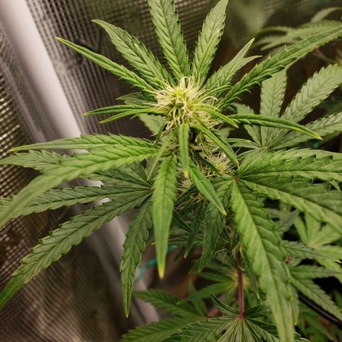 Geloctane  growlog photo: I can't believe how much these bounce back They might be stunted and not produce great buds but they were dead and came right back 