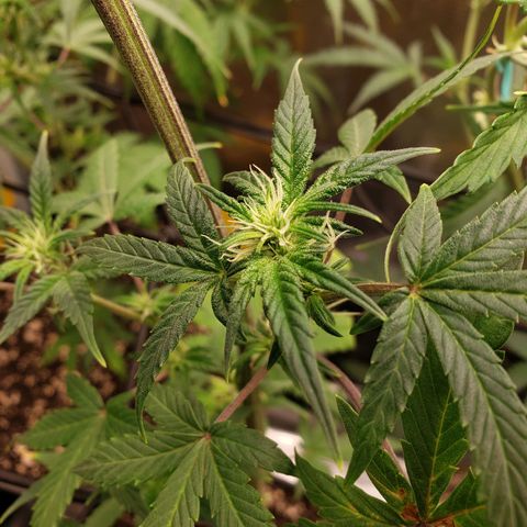 Geloctane  growlog photo: I can't believe how much these bounce back They might be stunted and not produce great buds but they were dead and came right back 