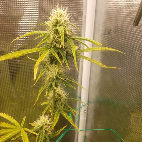 Geloctane  growlog photo: The other plants are only about 2 weeks behind 