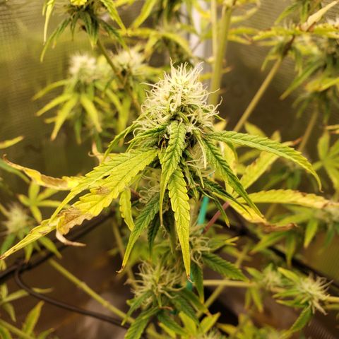 Geloctane  growlog photo: The other plants are only about 2 weeks behind 
