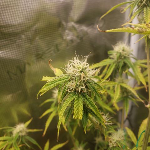 Geloctane  growlog photo: The other plants are only about 2 weeks behind 