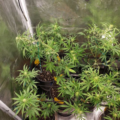 Geloctane  growlog photo: The other plants are only about 2 weeks behind 
