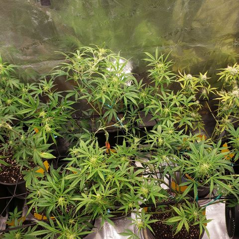 Geloctane  growlog photo: The other plants are only about 2 weeks behind 