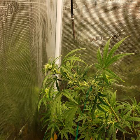 Geloctane  growlog photo: More pictures 