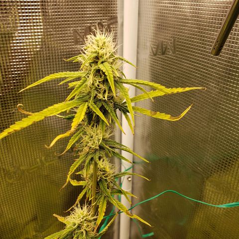Geloctane  growlog photo: More pictures 