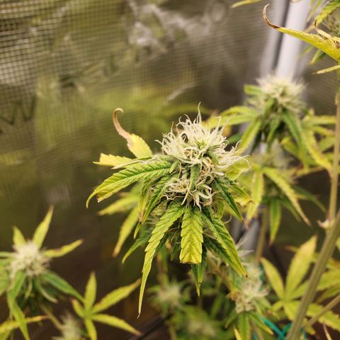 Geloctane  growlog photo: More pictures 