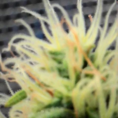 Geloctane  growlog photo: Some better close ups 