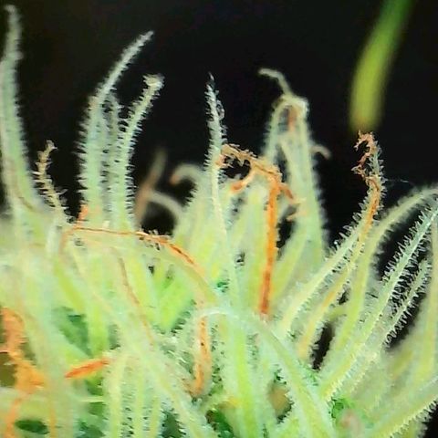 Geloctane  growlog photo: Some better close ups 