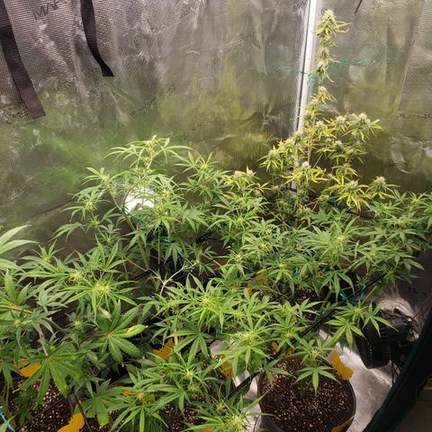 Geloctane  growlog photo: Some better close ups 