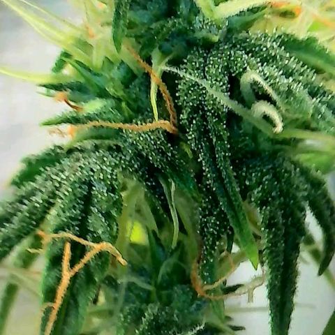 Geloctane  growlog photo: Some better close ups 