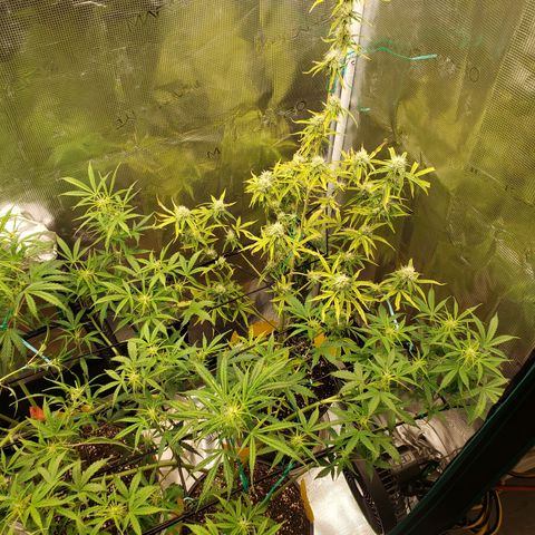 Geloctane  growlog photo: Some better close ups 