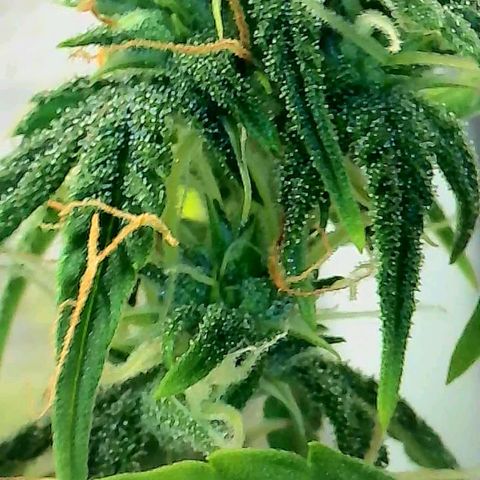 Geloctane  growlog photo: Some better close ups 