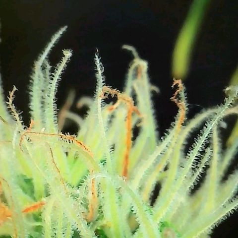 Geloctane  growlog photo: Some better close ups 