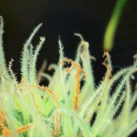 Geloctane  growlog photo: Some better close ups 