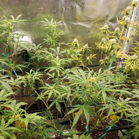 Geloctane  growlog photo: Morning 