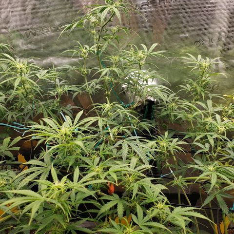 Geloctane  growlog photo: Morning 