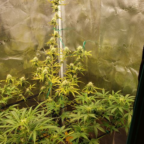 Geloctane  growlog photo: Morning 
