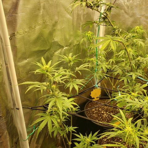 Geloctane  growlog photo: Morning 
