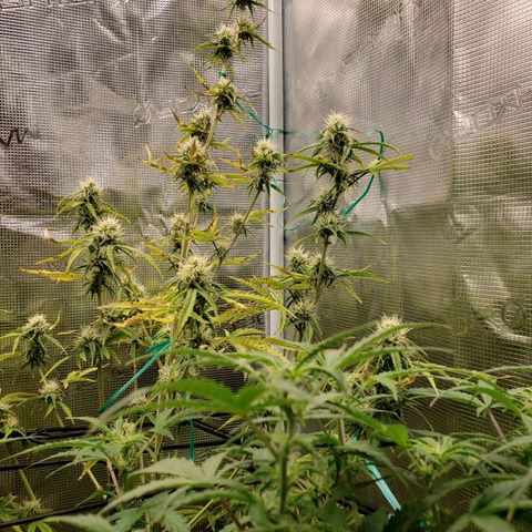 Geloctane  growlog photo: Morning 