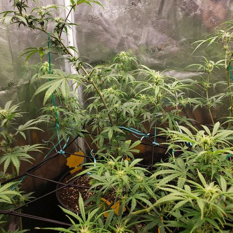 Geloctane  growlog photo: Morning 