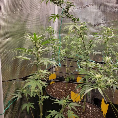 Geloctane  growlog photo: Morning 