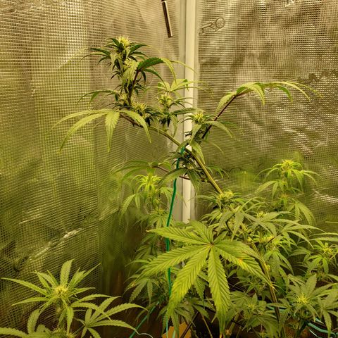 Geloctane  growlog photo: Morning 